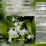 Κόκκοι Φρέσκων Φύλλων Άοσμου Άγριου Σκόρδου